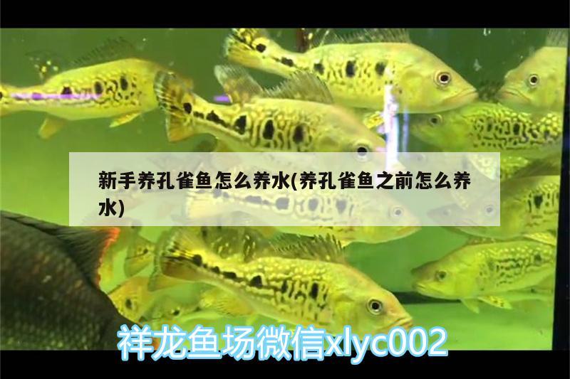 新手養(yǎng)孔雀魚怎么養(yǎng)水(養(yǎng)孔雀魚之前怎么養(yǎng)水) 觀賞魚批發(fā)