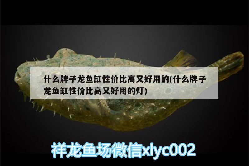 鄭州哪里批發(fā)魚(yú)缸便宜的好(鄭州哪里有批發(fā)魚(yú)缸的)