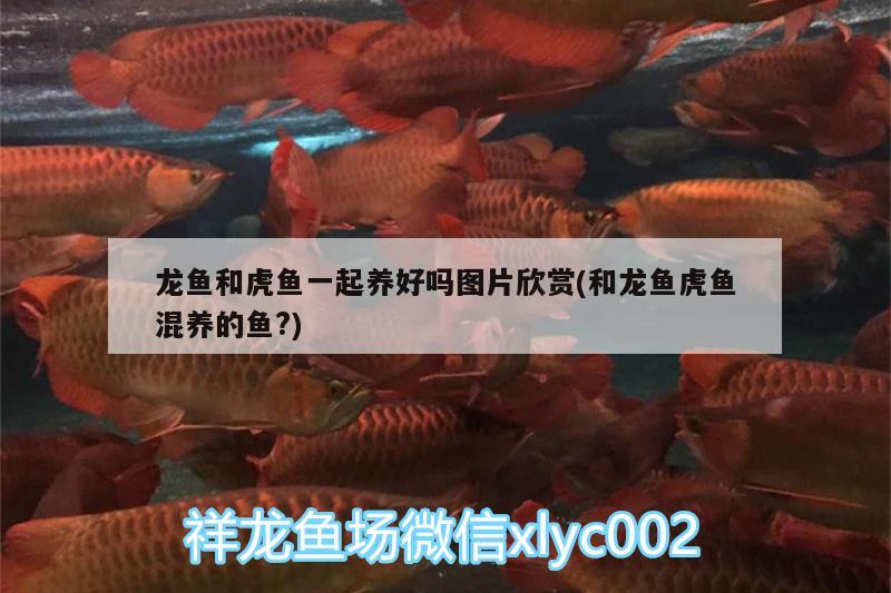 龍魚(yú)和虎魚(yú)一起養(yǎng)好嗎圖片欣賞(和龍魚(yú)虎魚(yú)混養(yǎng)的魚(yú)?)