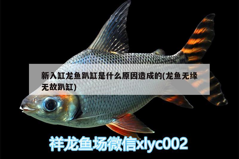 新入缸龍魚趴缸是什么原因造成的(龍魚無緣無故趴缸)