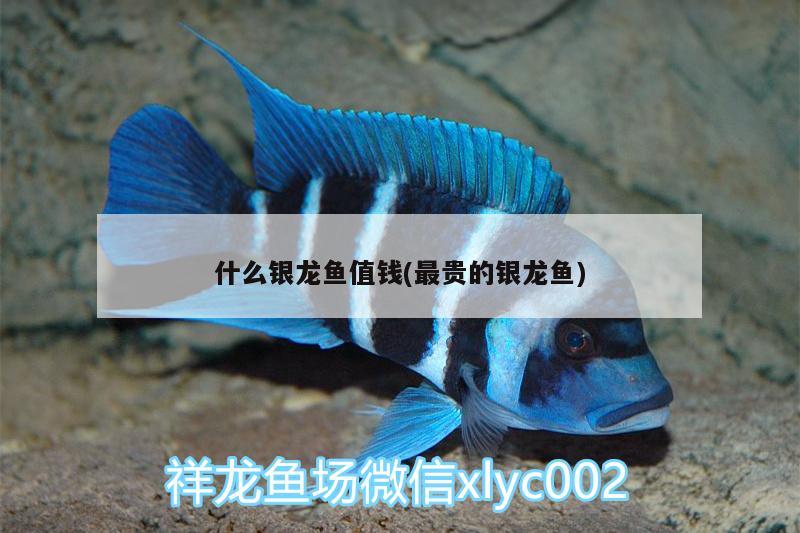 什么銀龍魚值錢(最貴的銀龍魚)