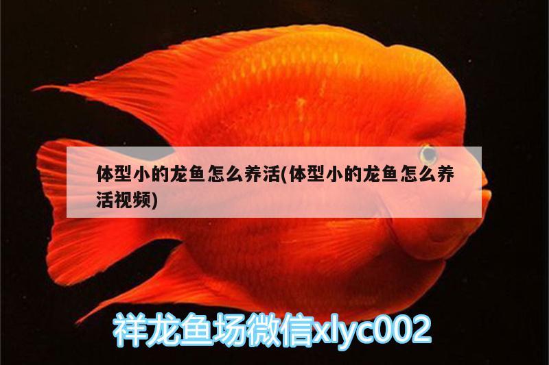 體型小的龍魚怎么養(yǎng)活(體型小的龍魚怎么養(yǎng)活視頻)