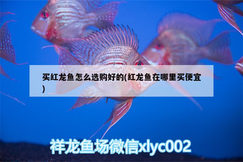 買紅龍魚怎么選購好的(紅龍魚在哪里買便宜)