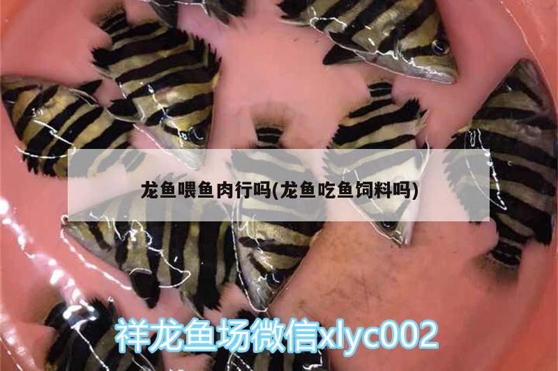 龍魚喂魚肉行嗎(龍魚吃魚飼料嗎) 申古三間魚