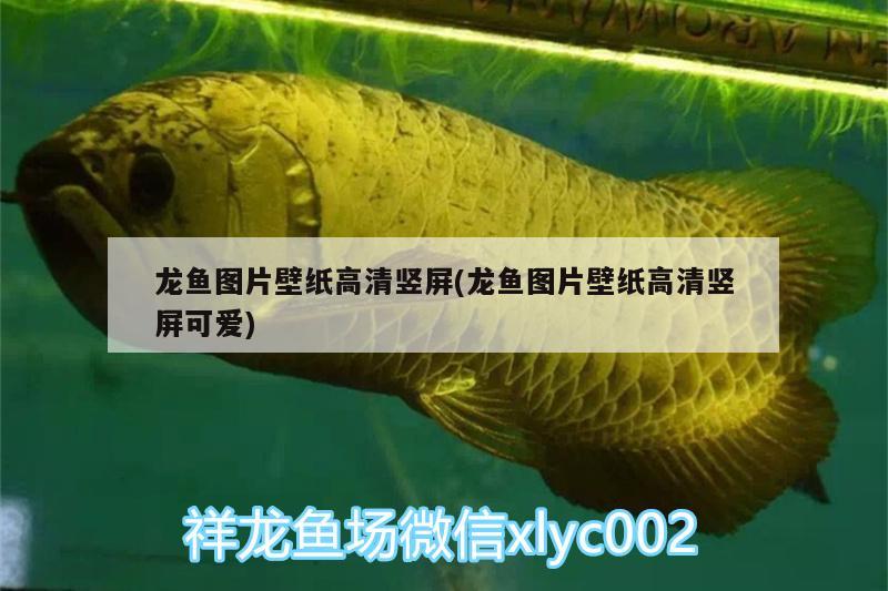 龍魚圖片壁紙高清豎屏(龍魚圖片壁紙高清豎屏可愛) 鐵甲武士