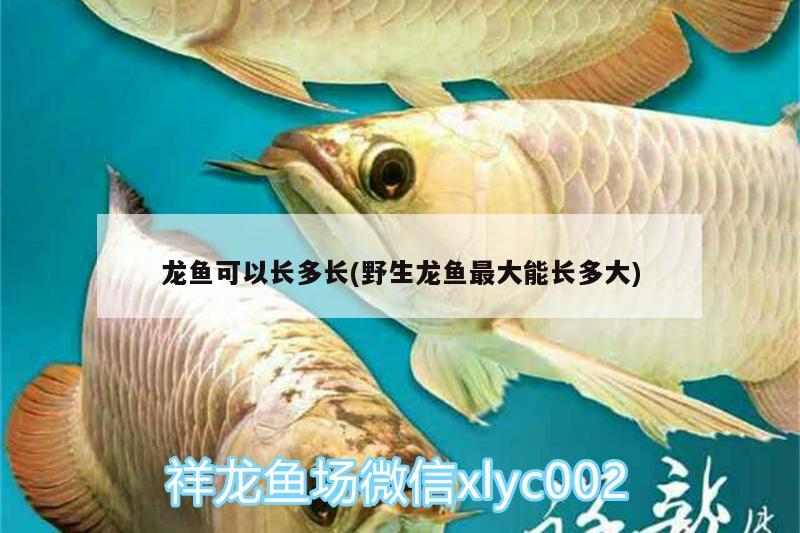 龍魚可以長多長(野生龍魚最大能長多大) 福魟魟魚