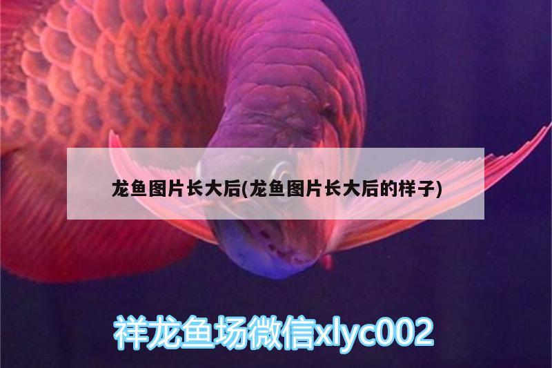 龍魚圖片長大后(龍魚圖片長大后的樣子)