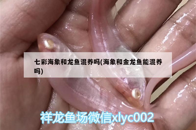 七彩海象和龍魚混養(yǎng)嗎(海象和金龍魚能混養(yǎng)嗎)