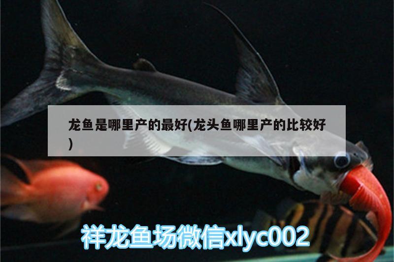 好久沒發(fā)大魚了請您欣賞