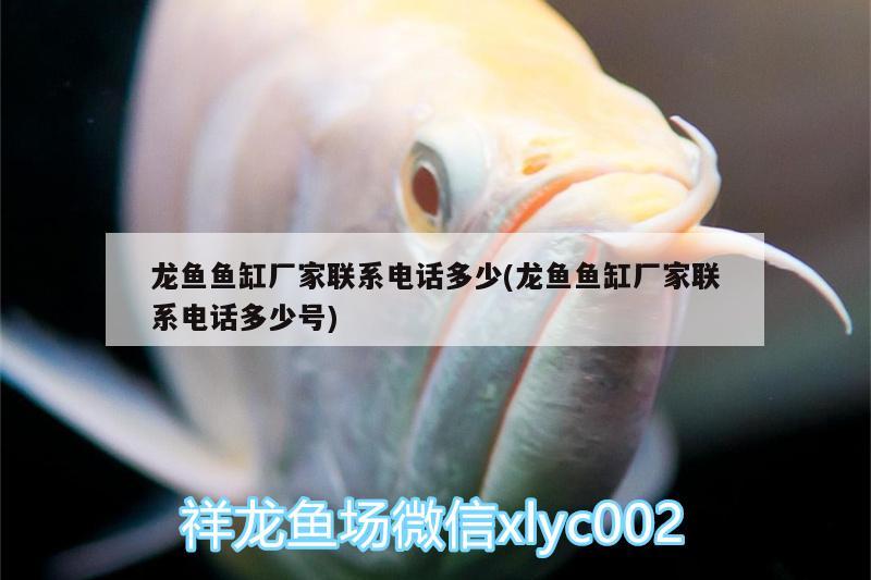 龍魚魚缸廠家聯(lián)系電話多少(龍魚魚缸廠家聯(lián)系電話多少號)