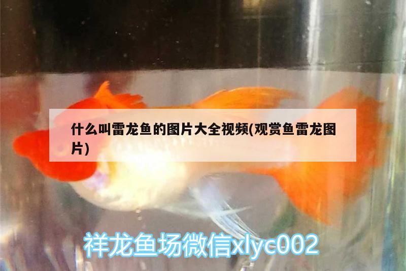 什么叫雷龍魚的圖片大全視頻(觀賞魚雷龍圖片)