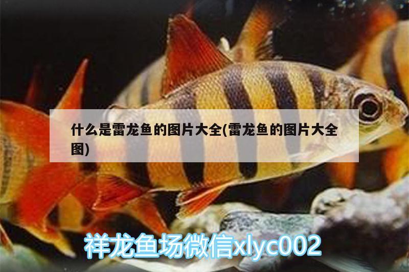 紫外線消毒魚缸多久一次合適：紫外線消毒魚缸多久一次合適呢 廣州水族批發(fā)市場 第3張