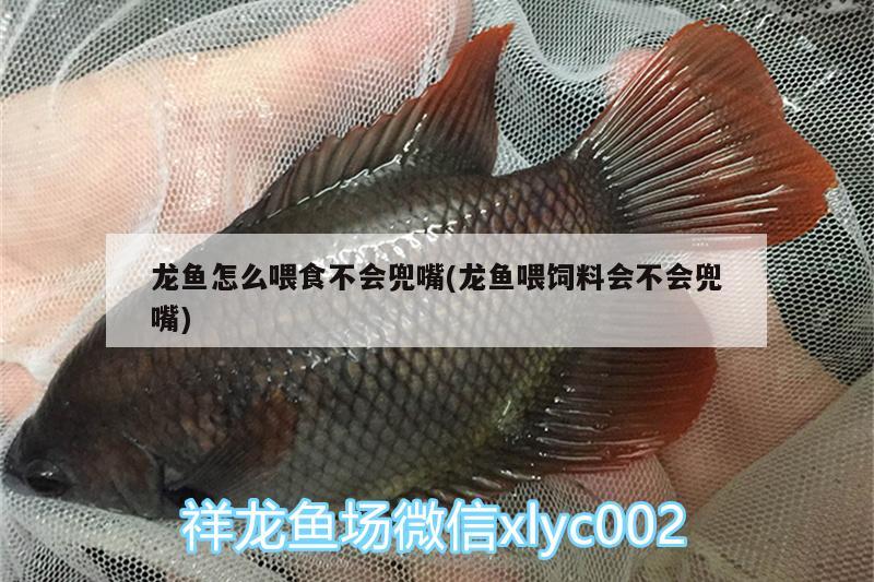 龍魚怎么喂食不會(huì)兜嘴(龍魚喂飼料會(huì)不會(huì)兜嘴)