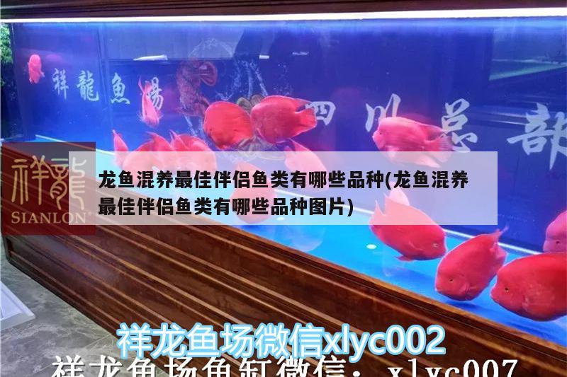 龍魚混養(yǎng)最佳伴侶魚類有哪些品種(龍魚混養(yǎng)最佳伴侶魚類有哪些品種圖片)