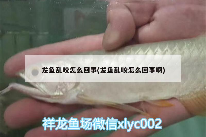 龍魚亂咬怎么回事(龍魚亂咬怎么回事啊)