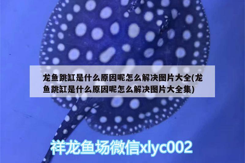 龍魚跳缸是什么原因呢怎么解決圖片大全(龍魚跳缸是什么原因呢怎么解決圖片大全集) 潛水泵 第2張