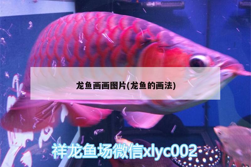 龍魚畫畫圖片(龍魚的畫法)