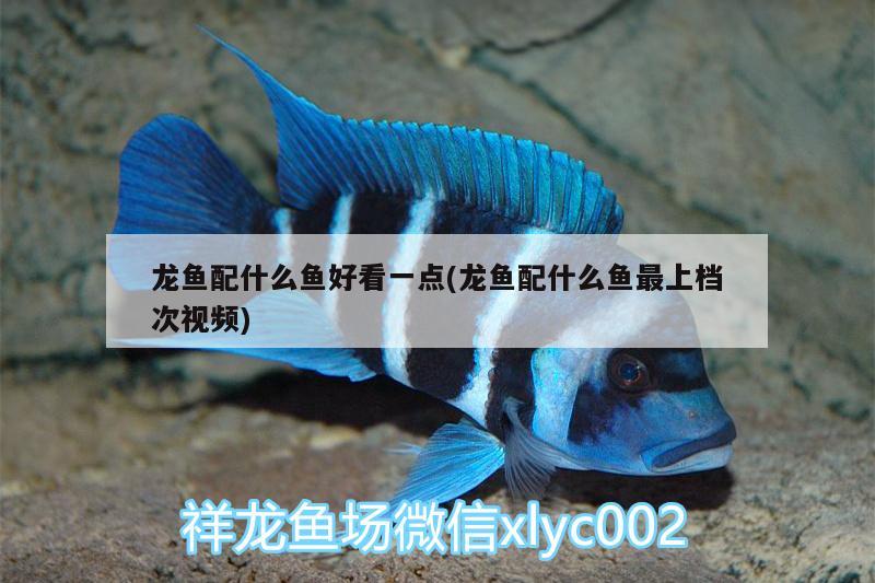 龍魚(yú)配什么魚(yú)好看一點(diǎn)(龍魚(yú)配什么魚(yú)最上檔次視頻) 豹紋夫魚(yú)苗