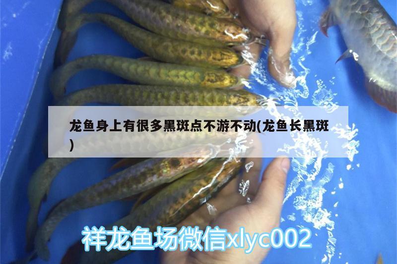 龍魚身上有很多黑斑點(diǎn)不游不動(龍魚長黑斑)