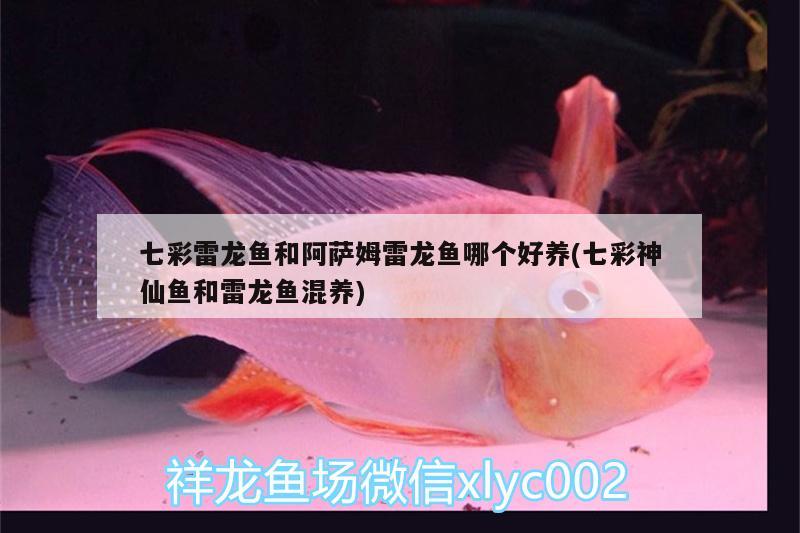 雷龍魚蒙眼怎么回事圖片（雷龍魚蒙眼怎么回事圖片大全） 南美異形觀賞魚