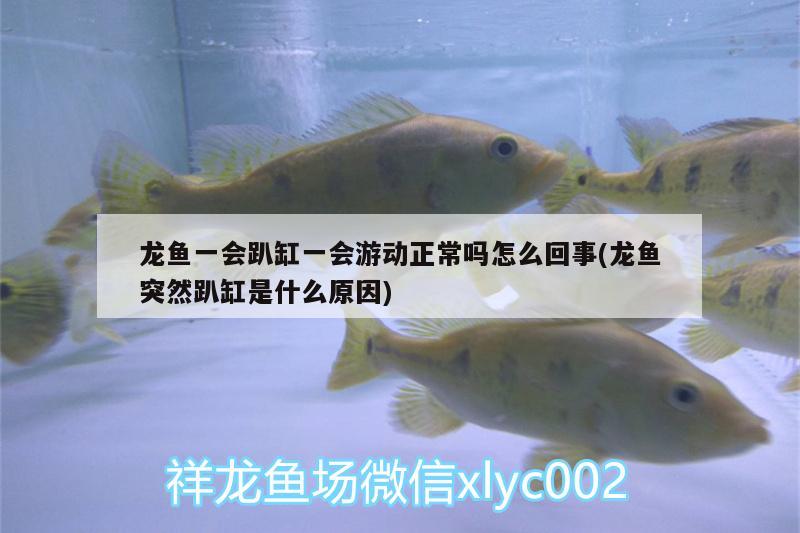 龍魚一會趴缸一會游動正常嗎怎么回事(龍魚突然趴缸是什么原因)