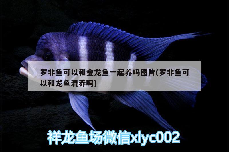 羅非魚可以和金龍魚一起養(yǎng)嗎圖片(羅非魚可以和龍魚混養(yǎng)嗎)