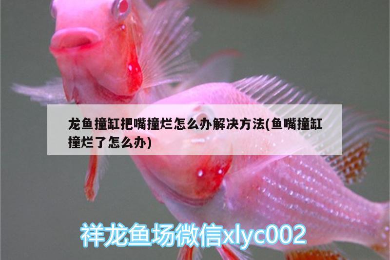 龍魚撞缸把嘴撞爛怎么辦解決方法(魚嘴撞缸撞爛了怎么辦)