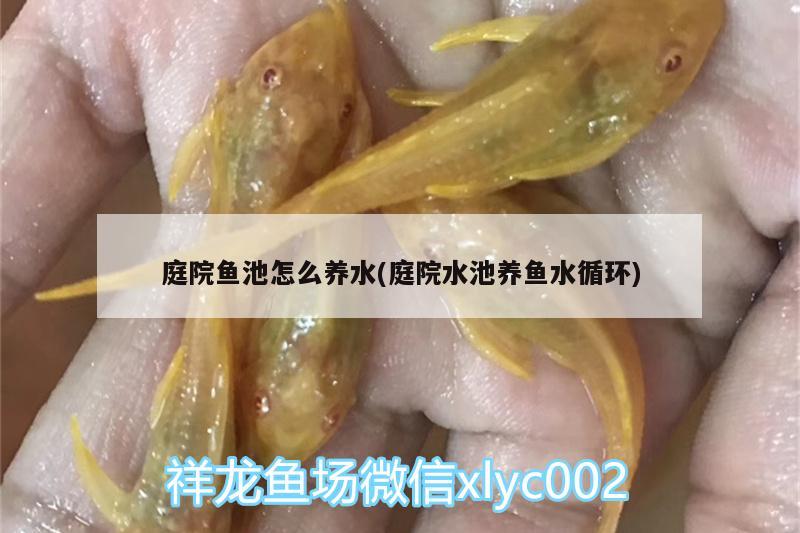 庭院魚池怎么養(yǎng)水(庭院水池養(yǎng)魚水循環(huán)) 祥龍藍(lán)珀金龍魚