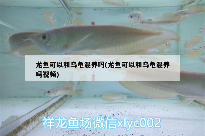 龍魚可以和烏龜混養(yǎng)嗎(龍魚可以和烏龜混養(yǎng)嗎視頻)