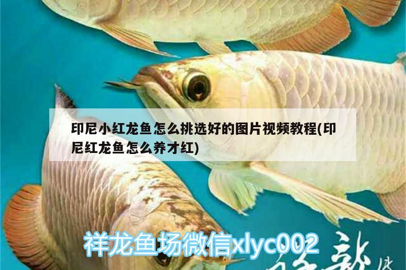 印尼小紅龍魚怎么挑選好的圖片視頻教程(印尼紅龍魚怎么養(yǎng)才紅) 印尼紅龍魚