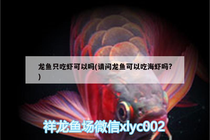 龍魚只吃蝦可以嗎(請問龍魚可以吃海蝦嗎?) 圖騰金龍魚