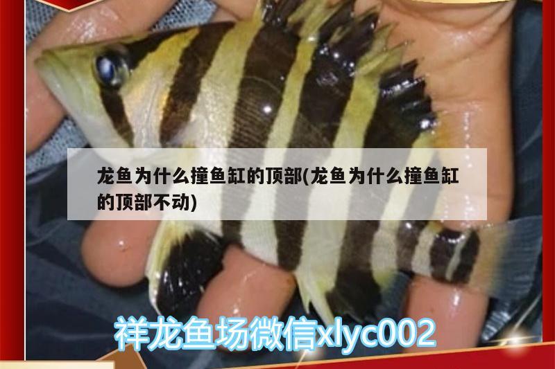 龍魚為什么撞魚缸的頂部(龍魚為什么撞魚缸的頂部不動)