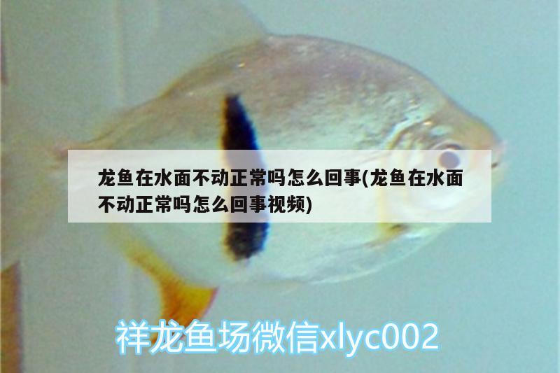 龍魚在水面不動正常嗎怎么回事(龍魚在水面不動正常嗎怎么回事視頻) 黑桃A魚