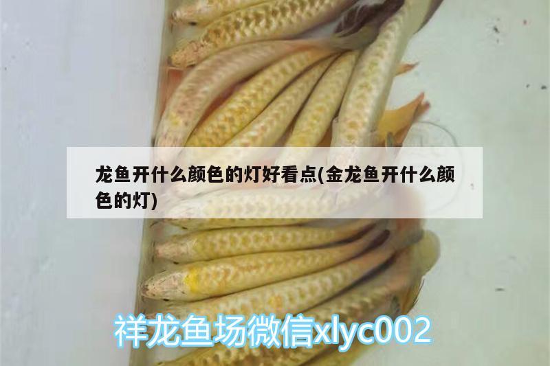 龍魚開什么顏色的燈好看點(diǎn)(金龍魚開什么顏色的燈)