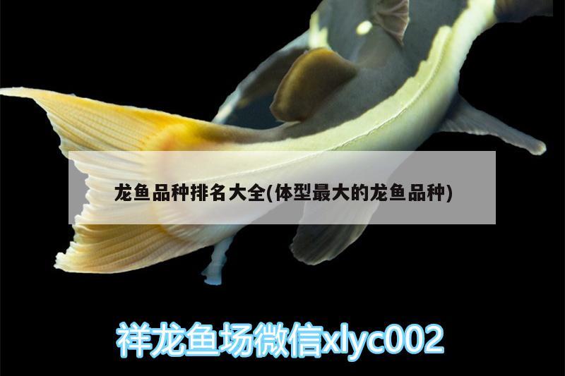 龍魚品種排名大全(體型最大的龍魚品種) 白子關刀魚