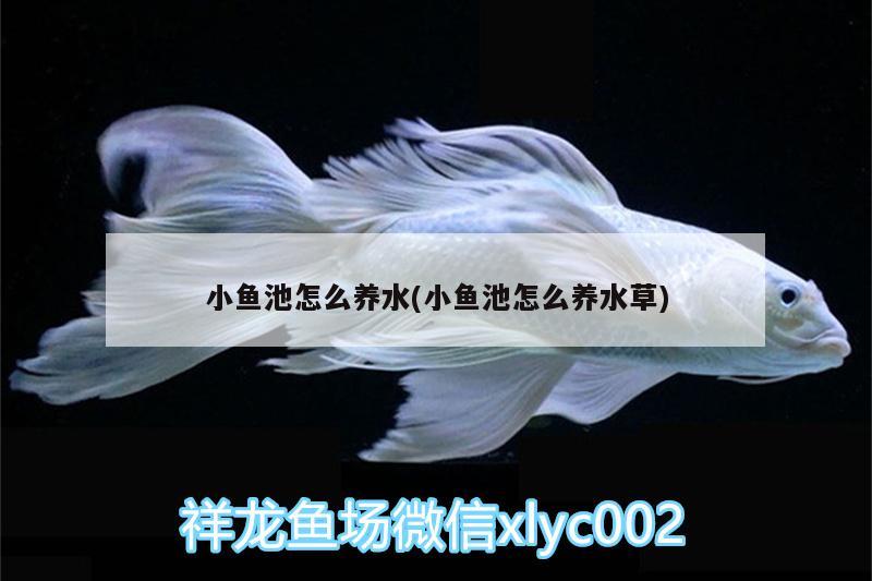 小魚池怎么養(yǎng)水(小魚池怎么養(yǎng)水草)