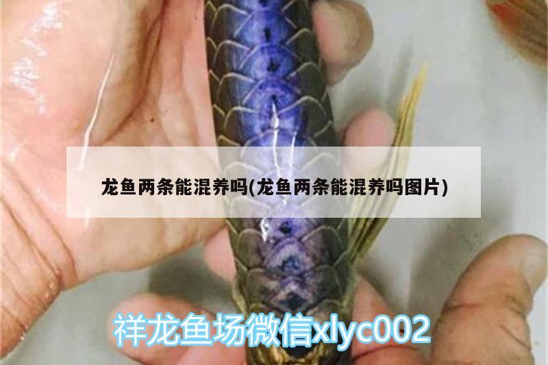 龍魚兩條能混養(yǎng)嗎(龍魚兩條能混養(yǎng)嗎圖片)