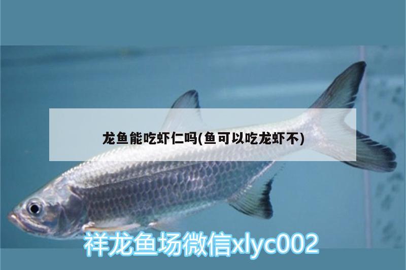 龍魚能吃蝦仁嗎(魚可以吃龍蝦不) 三色錦鯉魚