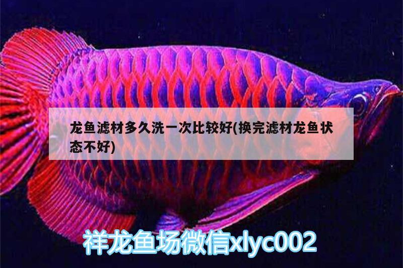 長(zhǎng)尾鎏金金魚(yú)：長(zhǎng)尾鎏金金魚(yú)能長(zhǎng)多大