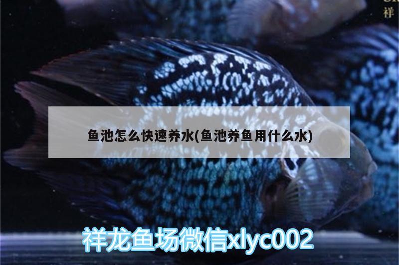 魚池怎么快速養(yǎng)水(魚池養(yǎng)魚用什么水)