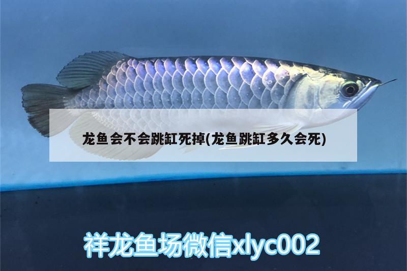 誰知道三亞哪里有賣魚缸的，海南魚缸定做廠家有沒有推薦的