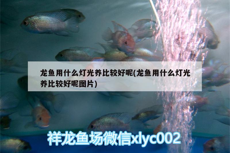 龍魚用什么燈光養(yǎng)比較好呢(龍魚用什么燈光養(yǎng)比較好呢圖片) 羅漢魚批發(fā)