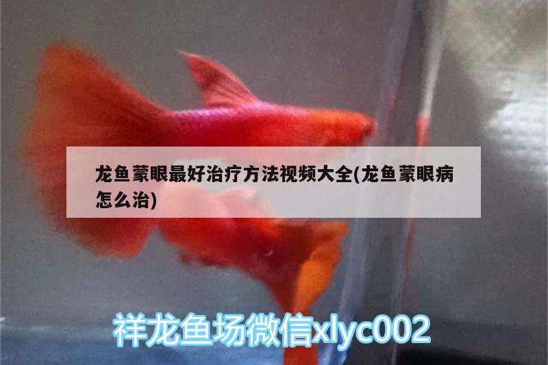 龍魚蒙眼最好治療方法視頻大全(龍魚蒙眼病怎么治)