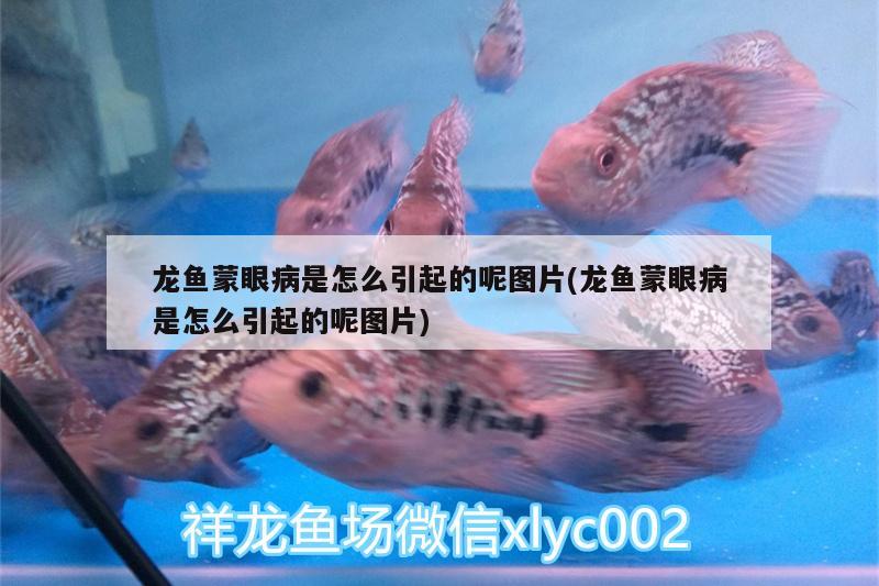 龍魚蒙眼病是怎么引起的呢圖片(龍魚蒙眼病是怎么引起的呢圖片) 賽級(jí)紅龍魚