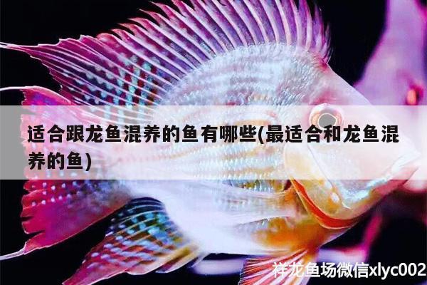 適合跟龍魚混養(yǎng)的魚有哪些(最適合和龍魚混養(yǎng)的魚)