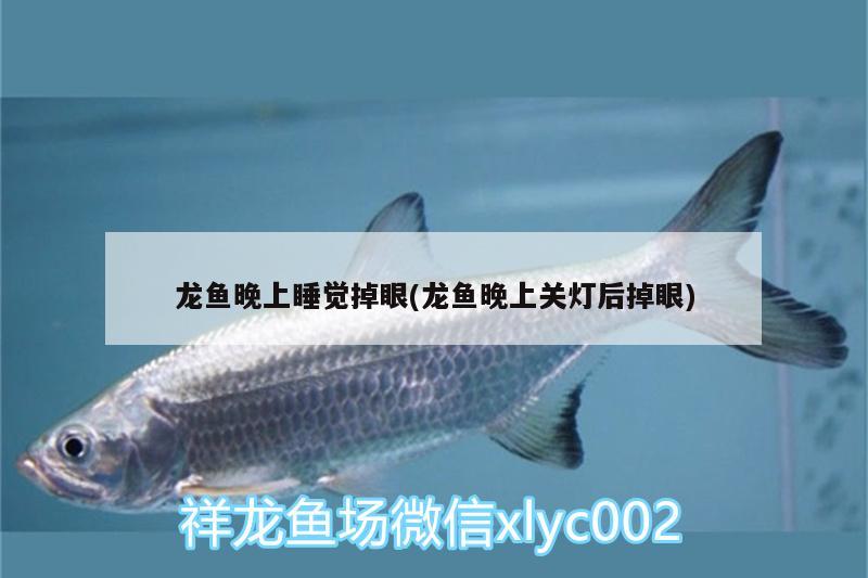 龍魚晚上睡覺掉眼(龍魚晚上關(guān)燈后掉眼)