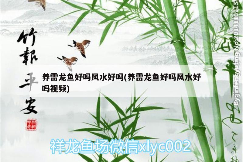 養(yǎng)雷龍魚好嗎風水好嗎(養(yǎng)雷龍魚好嗎風水好嗎視頻)