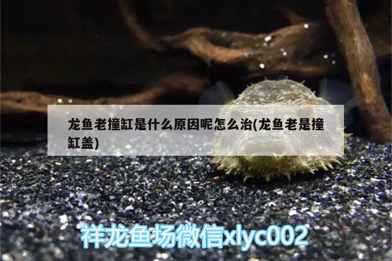 龍魚老撞缸是什么原因呢怎么治(龍魚老是撞缸蓋) 潛水泵