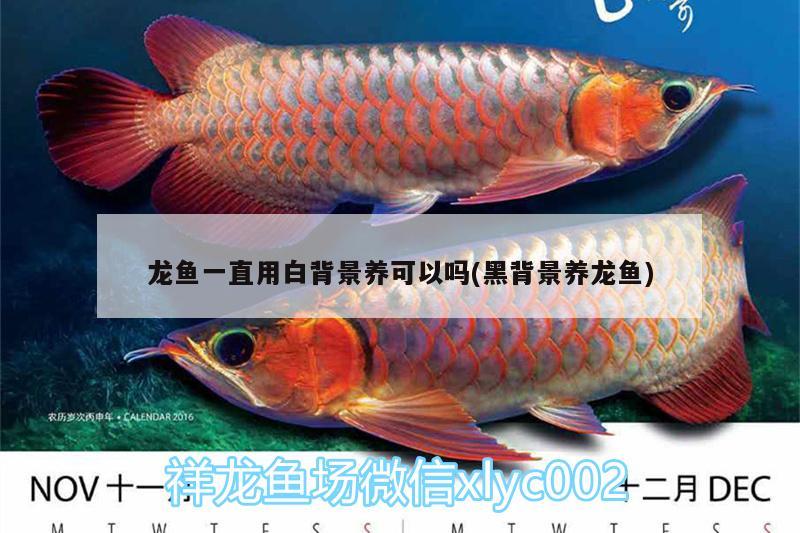 龍魚一直用白背景養(yǎng)可以嗎(黑背景養(yǎng)龍魚) 野生埃及神仙魚