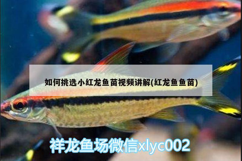 如何挑選小紅龍魚苗視頻講解(紅龍魚魚苗)